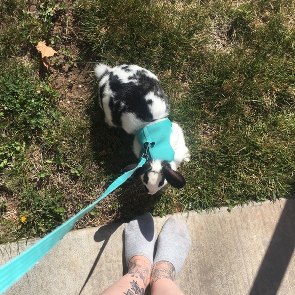 Pet Friendly Home 🖤 Please Read 🖤 - Picture 5 of 5